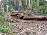 Forest Logging