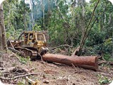 Forest Logging  (14)