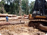 Forest Logging  (15)