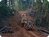 Forest Logging  (2)