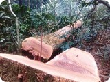 Forest Logging  (4)