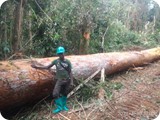 Forest Logging  (5)