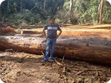 Forest Logging  (8)